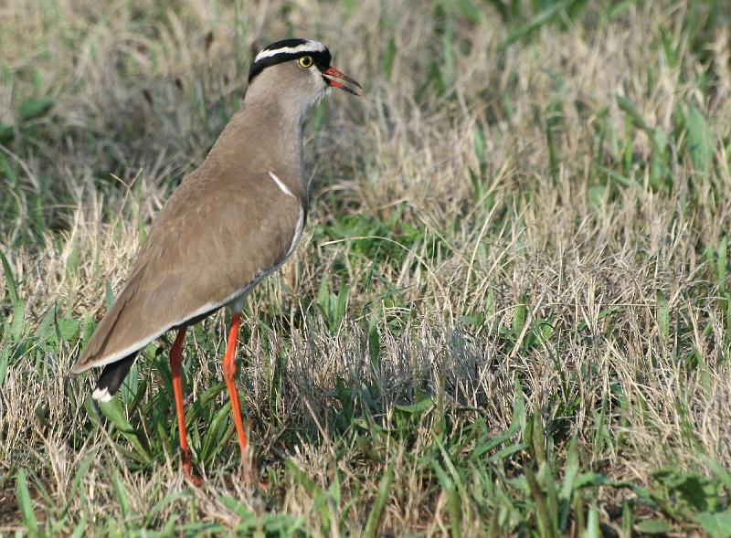 frieda 121.jpg - Kroonkiewiet.